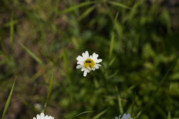 bee on daisy