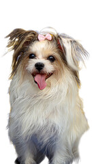  Fluffy white dog wears a pink bow in a cute and charming display. Perfect for pet grooming services or dog accessories advertisements.