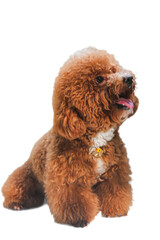 This is a cute brown poodle sitting. Suitable for pet blogs, animal-related websites, pet care advertisements, and children's book illustrations.