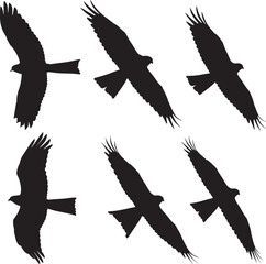 Bird in flight with wings spread vector illustration