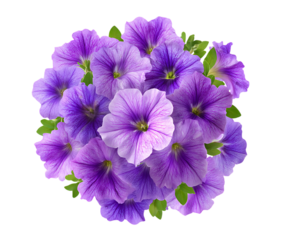 Colorful petunia flowers with decorative floral charm