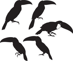 Fototapeta premium Keel-billed toucan tropical bird vector illustration