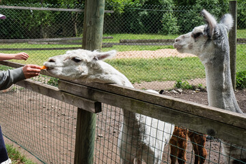 Alpacas in a small zoo. Lama pacos.