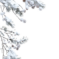Covered Pine Branches on white background,png
