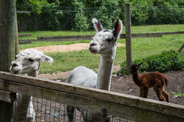 Alpacas in a small zoo. Lama pacos.
