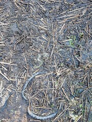 Natural woodland floor with twigs and branches for environmental background or nature design