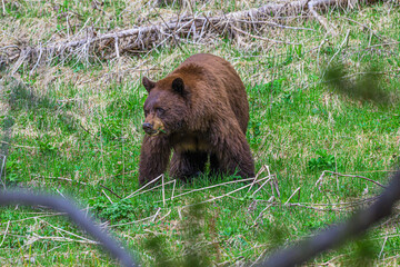 Cinnamon Colored Grizzly Bear Searching for Food