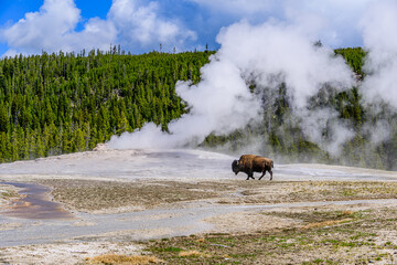 Bison walking in front of Old Faithful