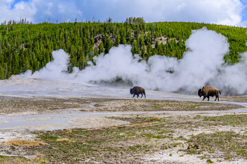 Two Bison walking in front of Old Faithful