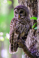 Barred Owl Perched on a Limb