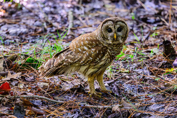 Barred Owl Walking in the Swamp