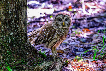 Barred Owl Walking in the Swamp