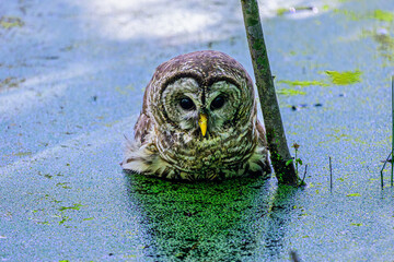 Barred Owl Sitting in the Swamp