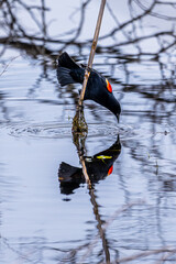 Red-Winged Blackbird Getting a Drink