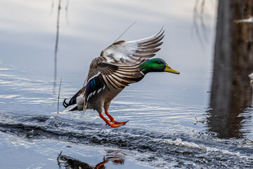 Mallard Duck Landing in the Water