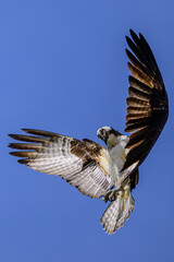 Osprey in Flight Searching for Fish