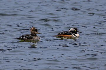 Male and Female Hooded Merganser