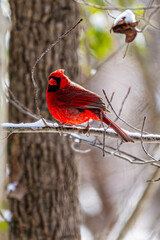 Northern Cardinal on a Snowy Limb