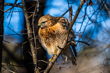 Red-Shouldered Hawk Perched on a Limb