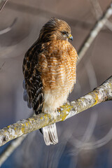 Red-Shouldered Hawk Perched on a Limb