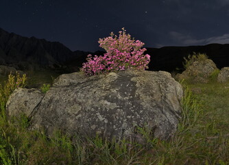 Russia. The South of Western Siberia. Gorny Altai. Night view of the Katun River valley with huge...