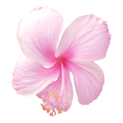 Naklejka premium pink rose isolated on white background