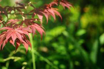 Blurred background with red leaves of Japanese maple