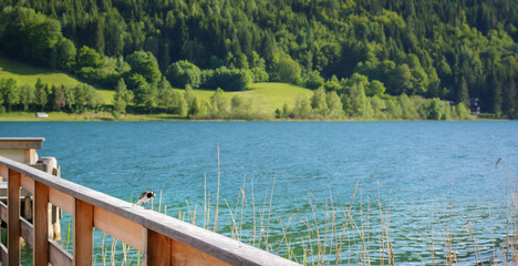 Little White Wagtail in the distance against a lake landscape, selective focus
