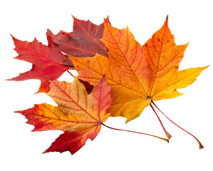 Obraz premium autumn maple leaf