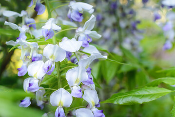 Several flowers of light lilac wisteria on a blurred background, selective focus