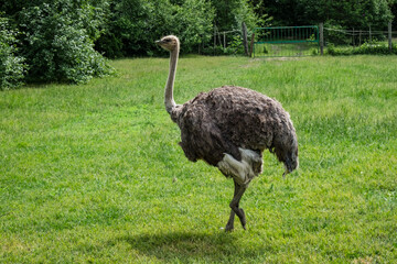 Ostrich in a small zoo. Struthio camelus is worls's largest flightless bird.