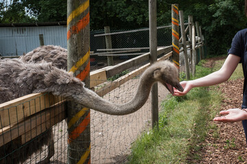 Ostrich in a small zoo. Struthio camelus is worls's largest flightless bird.