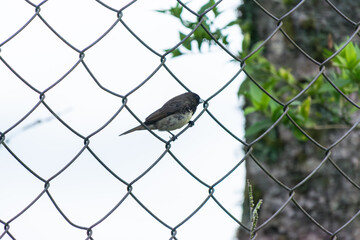 Buff-throated Saltator perched on a wire fence in a rural setting