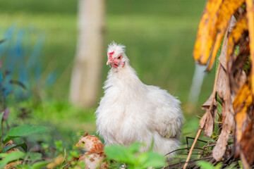 White Silkie hen with chick in a rural farm setting