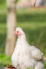 Vertical portrait of a white Silkie hen in a countryside garde