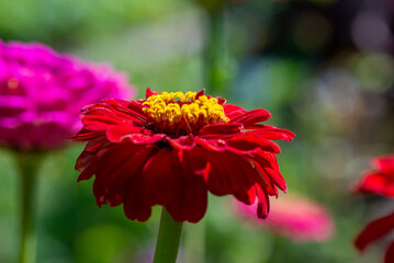 the bud of the gerbera is bright scarlet. High quality photo
