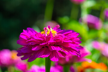 the flower of gerbera is bright scarlet. High quality photo