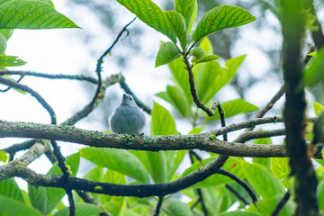 Blue-gray Tanager Feeding on Banana in Tropical Forest – Vertical Close-Up