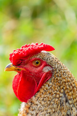 Profile portrait of a Creole rooster's head with blurred background