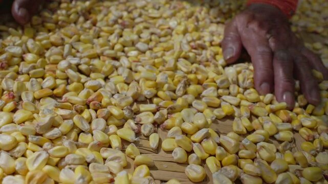 Close-up of a Kichwa Otavalo woman&rsquo;s hand spreading freshly harvested corn kernels on a handmade totora mat, preserving ancestral farming traditions of the Ecuadorian Andes