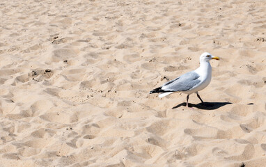 A white seagull bird on the yellow sand in Ostend.