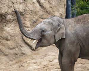 A Playful Baby Elephant Exploring and Enjoying Itself at the Zoo