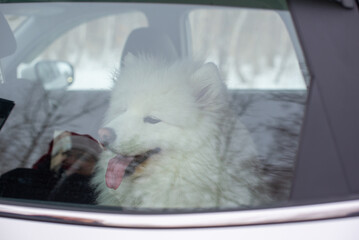 a white dog is sitting in the car. High quality photo