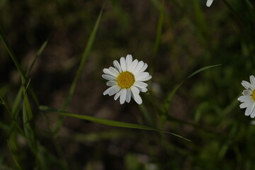 yellow and white daisy 