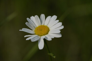 Obraz premium yellow and white daisy 