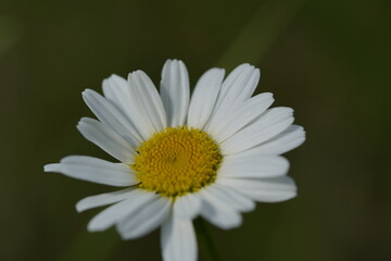 yellow and white daisy 