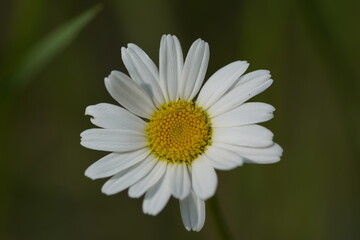 Obraz premium yellow and white daisy 