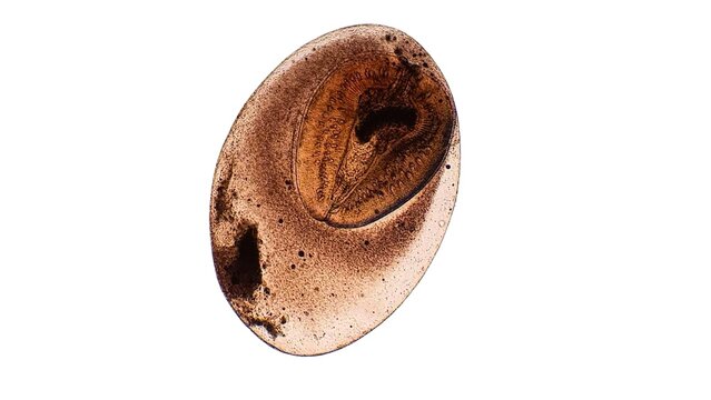 Moniliformis dubius is an acanthocephalan (thorny-headed worm) whose cystacanth stage develops inside the American cockroach (Periplaneta americana), serving as an intermediate host.