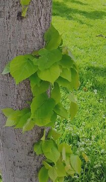 Brotes de nuevas ramas y hojas en troco de arbol 