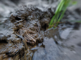 Gray's River Frog (Strongylopus grayii) also known as the Clicking Stream Frog